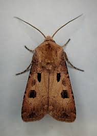 Attēlu rezultāti vaicājumam “Agrotis exclamationis”