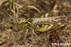 Attēlu rezultāti vaicājumam “Myrmeleotettix maculatus”