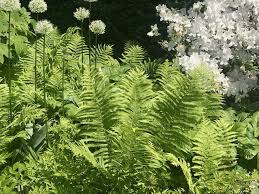 Attēlu rezultāti vaicājumam “Matteuccia struthiopteris”