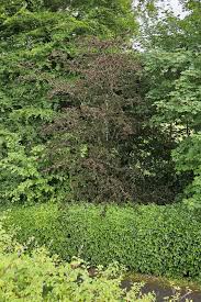 Attēlu rezultāti vaicājumam “Fagus sylvatica fo. laciniata”