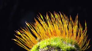 Attēlu rezultāti vaicājumam “Ceratodon purpureus sporophyte”