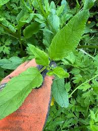 Attēlu rezultāti vaicājumam “Scrophularia nodosa leaf”