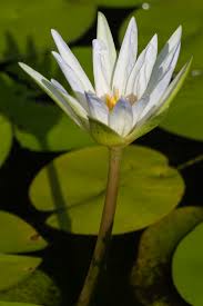 Attēlu rezultāti vaicājumam “Nymphaeaceae”