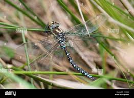 Attēlu rezultāti vaicājumam “Aeshna juncea male”