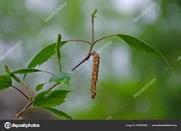 Attēlu rezultāti vaicājumam “Betula pendula flower”