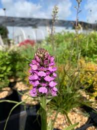 Attēlu rezultāti vaicājumam “Dactylorhiza maculata”