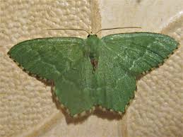 Attēlu rezultāti vaicājumam “Hemithea aestivaria”