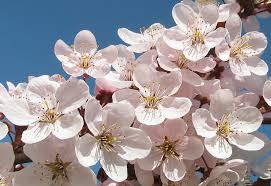 Attēlu rezultāti vaicājumam “Prunus cerasifera var. divaricata bud”