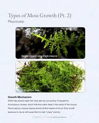 Attēlu rezultāti vaicājumam “Pleurocarpous mosses”