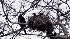 Attēlu rezultāti vaicājumam “Phalacrocorax carbo nest”