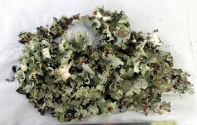 Attēlu rezultāti vaicājumam “Cetrelia olivetorum”