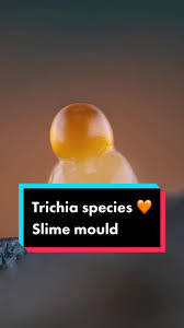 Attēlu rezultāti vaicājumam “Trichia sp.”