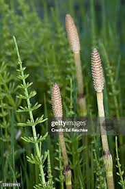 Attēlu rezultāti vaicājumam “Equisetum telmateia”