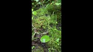 Attēlu rezultāti vaicājumam “Hammarbya paludosa fruit”