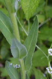 Attēlu rezultāti vaicājumam “Hesperis matronalis leaf”