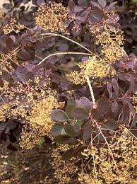 Attēlu rezultāti vaicājumam “Cotinus coggygria flower”