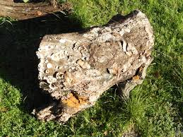 Attēlu rezultāti vaicājumam “Trichia varia spores”