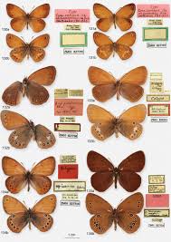 Attēlu rezultāti vaicājumam “Coenonympha glycerion”