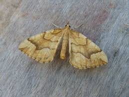 Attēlu rezultāti vaicājumam “Eulithis mellinata”