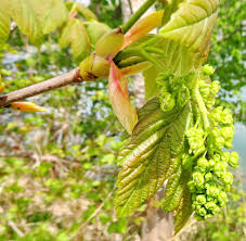 Attēlu rezultāti vaicājumam “Acer pseudoplatanus fo. purpurascens flower”