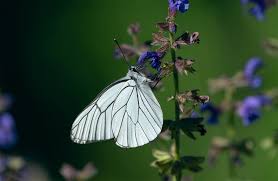 Attēlu rezultāti vaicājumam “Aporia crataegi upperside”