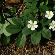 Attēlu rezultāti vaicājumam “Potentilla alba”