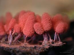 Attēlu rezultāti vaicājumam “Arcyria denudata macro”