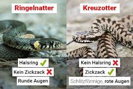 Image result for Ringelnatter