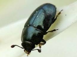 Attēlu rezultāti vaicājumam “Meligethes sp.”