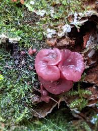 Attēlu rezultāti vaicājumam “Ascocoryne cylichnium”