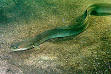 European eel - Wikipedia, the free encyclopedia