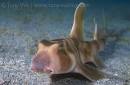Japanese Bullhead Shark (Heterodontus japonicus) in Izu Japan