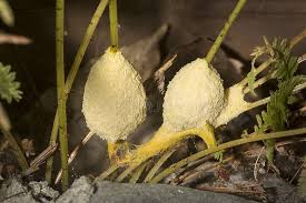 Attēlu rezultāti vaicājumam “Lignydium muscorum young”