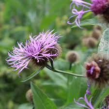Image result for Centaurea pseudophrygia