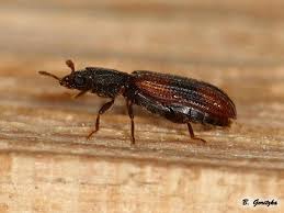 Attēlu rezultāti vaicājumam “Bitoma crenata”