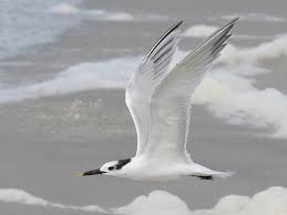 Attēlu rezultāti vaicājumam “Sterna sandvicensis adult”