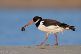 Attēlu rezultāti vaicājumam “Haematopus ostralegus”