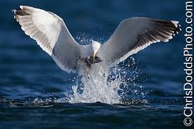 Attēlu rezultāti vaicājumam “Larus marinus adult”
