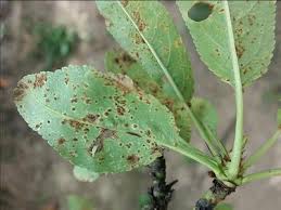 Attēlu rezultāti vaicājumam “Tranzschelia pruni-spinosae spores”