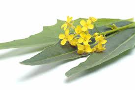 Attēlu rezultāti vaicājumam “Bunias orientalis flower”