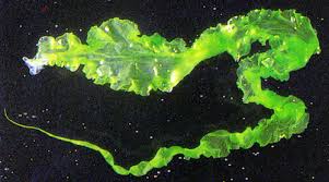 Attēlu rezultāti vaicājumam “Enteromorpha sp.”