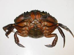 Image result for Carcinus maenas