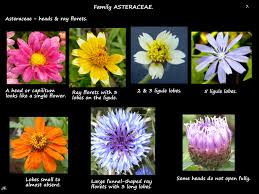 Attēlu rezultāti vaicājumam “Asteraceae”