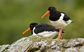 Attēlu rezultāti vaicājumam “Hamatocaulis lapponicus”