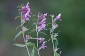 Attēlu rezultāti vaicājumam “Odontites vulgaris”