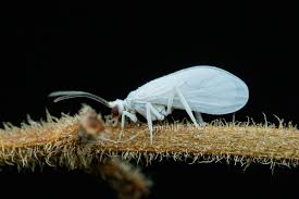 Attēlu rezultāti vaicājumam “Coniopterygidae”