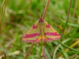 Attēlu rezultāti vaicājumam “Lythria cruentaria”