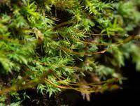 Attēlu rezultāti vaicājumam “Saelania glaucescens”