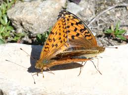 Attēlu rezultāti vaicājumam “Argynnis aglaja underside”