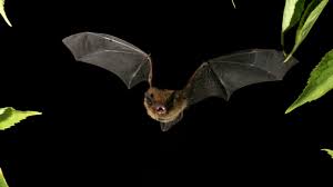 Attēlu rezultāti vaicājumam “Pipistrellus nathusii”